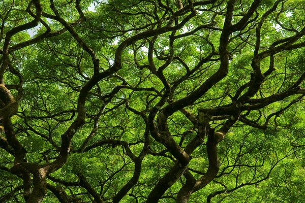 Troncos de árboles retorcidos sobre un fondo verde