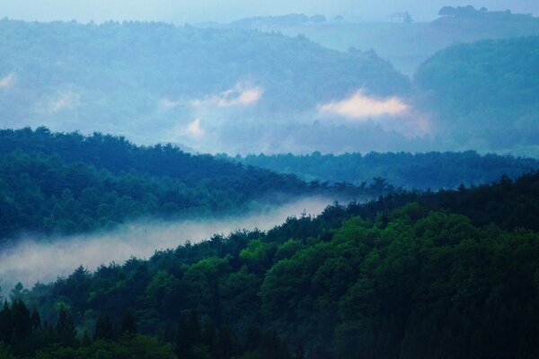 Rio nebuloso entre a floresta