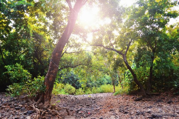 Árvore velha por entre a floresta