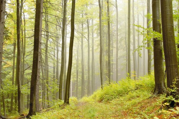 Dense summer green forest