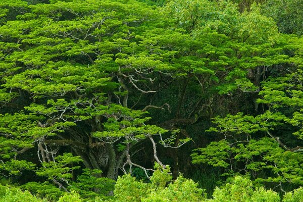 Arbres tropicaux vert vif baignés de soleil