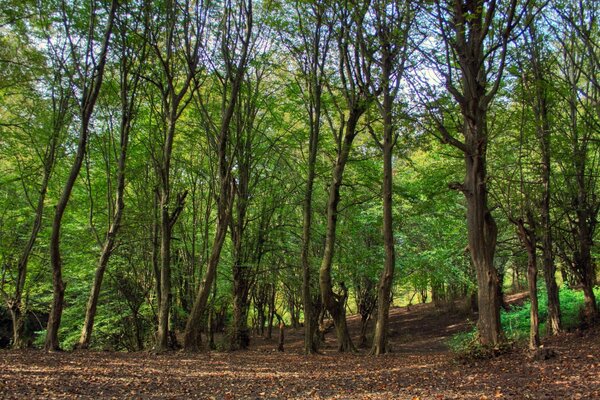 Paisaje forestal con vegetación y árboles