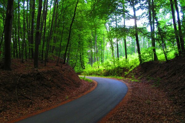 Forest, landscape, concrete road