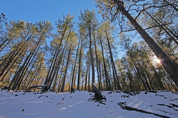 Tall trees in the winter forest