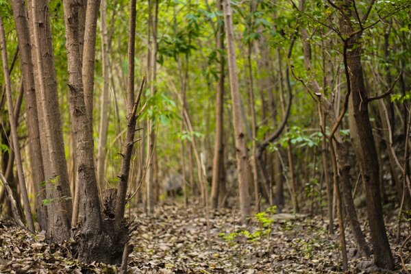 Dünne Espenstämme im Wald