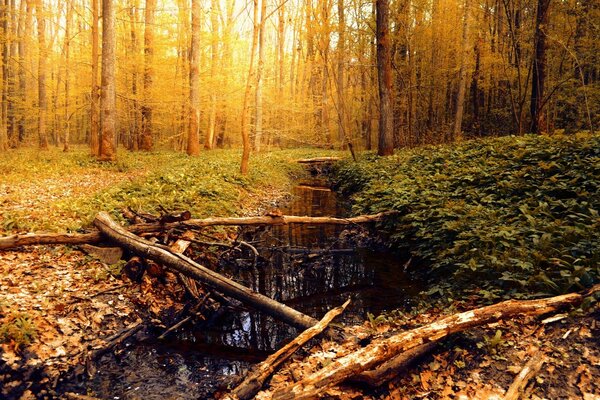 秋天森林里的一条小溪