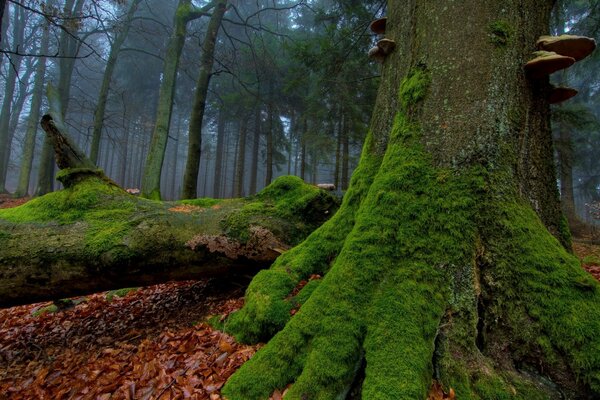 Árboles cubiertos de musgo y hongos en el bosque oscuro