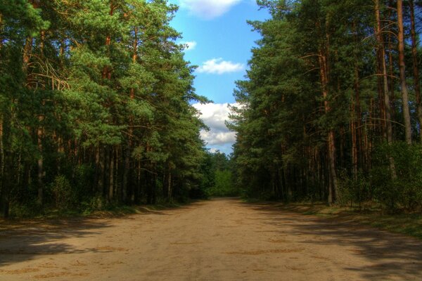 The road in the forest goes into the sky