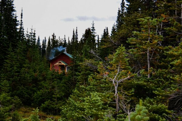 Casa Rossa nella foresta di abeti rossi