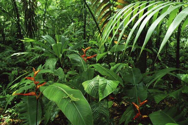 Tropische Flora mit großer Vegetation