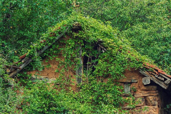 A house overgrown with grass and moss