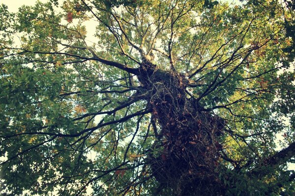 La puissance et la beauté d un arbre puissant