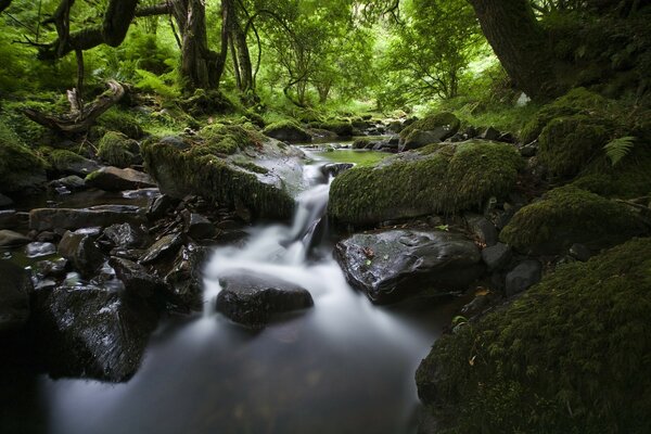 Waterfall in the middle of the forest