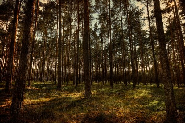 L aube qui s infiltre parmi les arbres