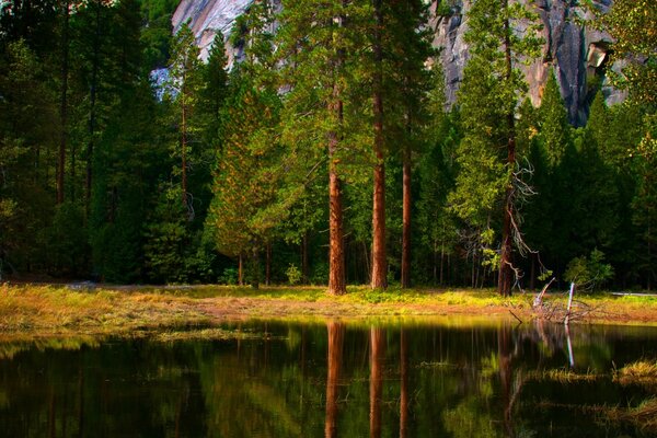 Bright green pine trees are reflected in the water