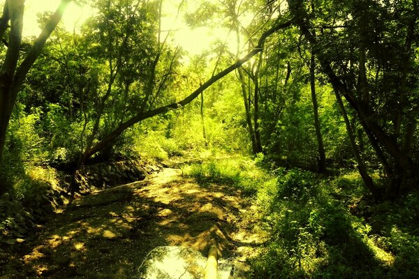 A mysterious day in the forest