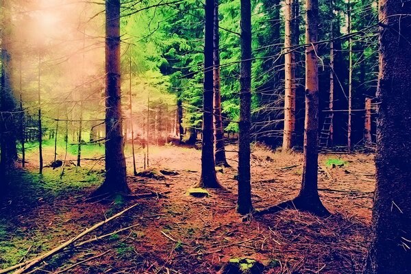 Molti alberi in natura in autunno