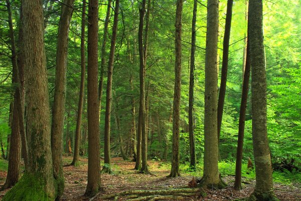 Bäume mit geraden, flachen Stämmen im grünen Wald