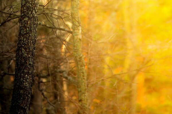 Autumn forest with a glimmer of light