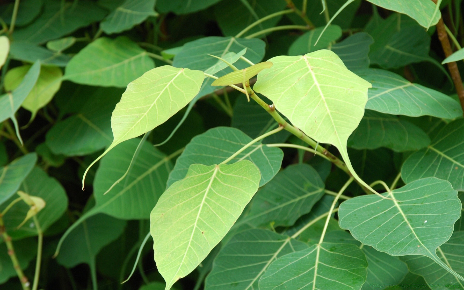 wald blatt flora natur wachstum garten schließen landwirtschaft essen baum desktop frische umwelt sommer farbe hell