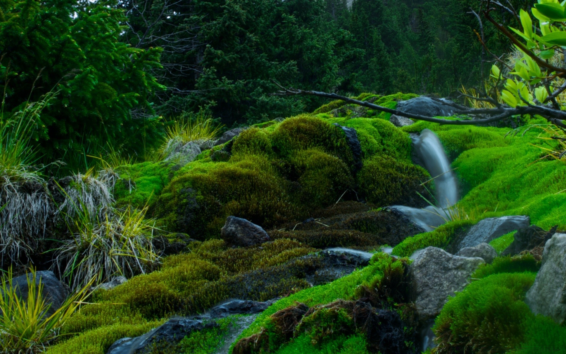 forêt nature bois paysage mousse eau à l extérieur feuille herbe arbre scénique environnement rock voyage parc luxuriante montagne flore été rivière