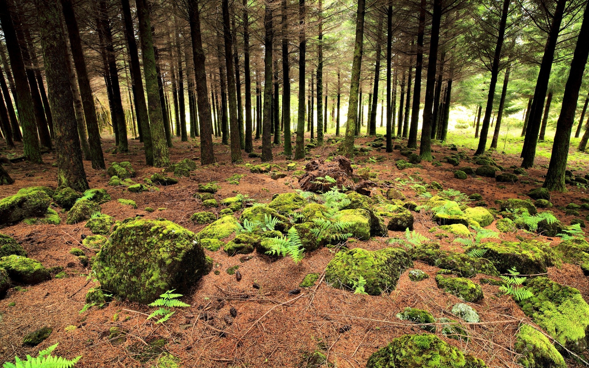 orman ahşap manzara ağaç doğa yaprak çevre park açık havada yosun gün ışığı doğal büyüme flora güzel hava sonbahar seyahat şafak ışık yemyeşil