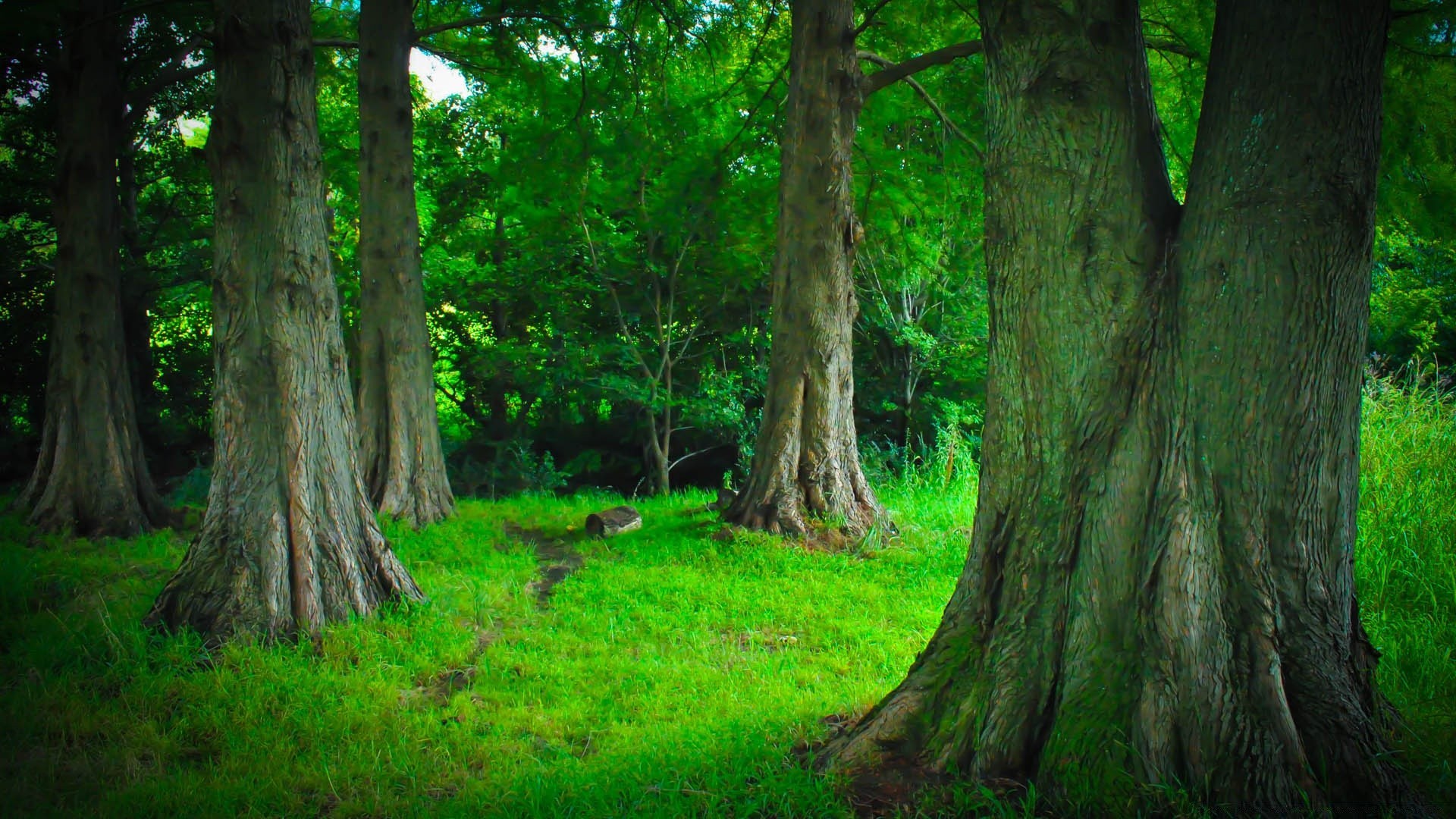 forêt bois arbre nature paysage feuille parc environnement tronc branche flore été luxuriante à l extérieur beau temps aube écorce croissance lumière lumière du jour