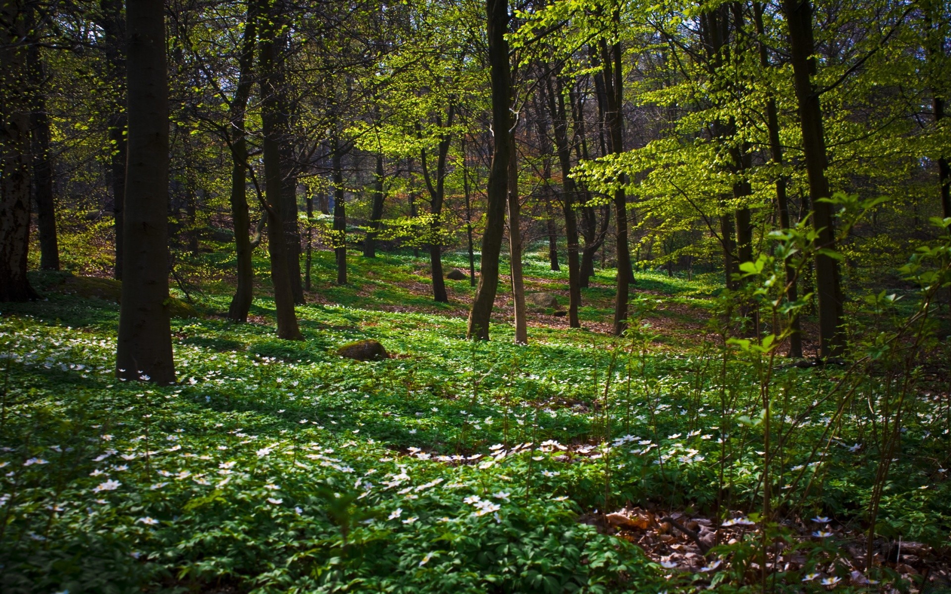 forest landscape wood tree nature environment leaf park daylight scenic outdoors fair weather growth summer sun dawn