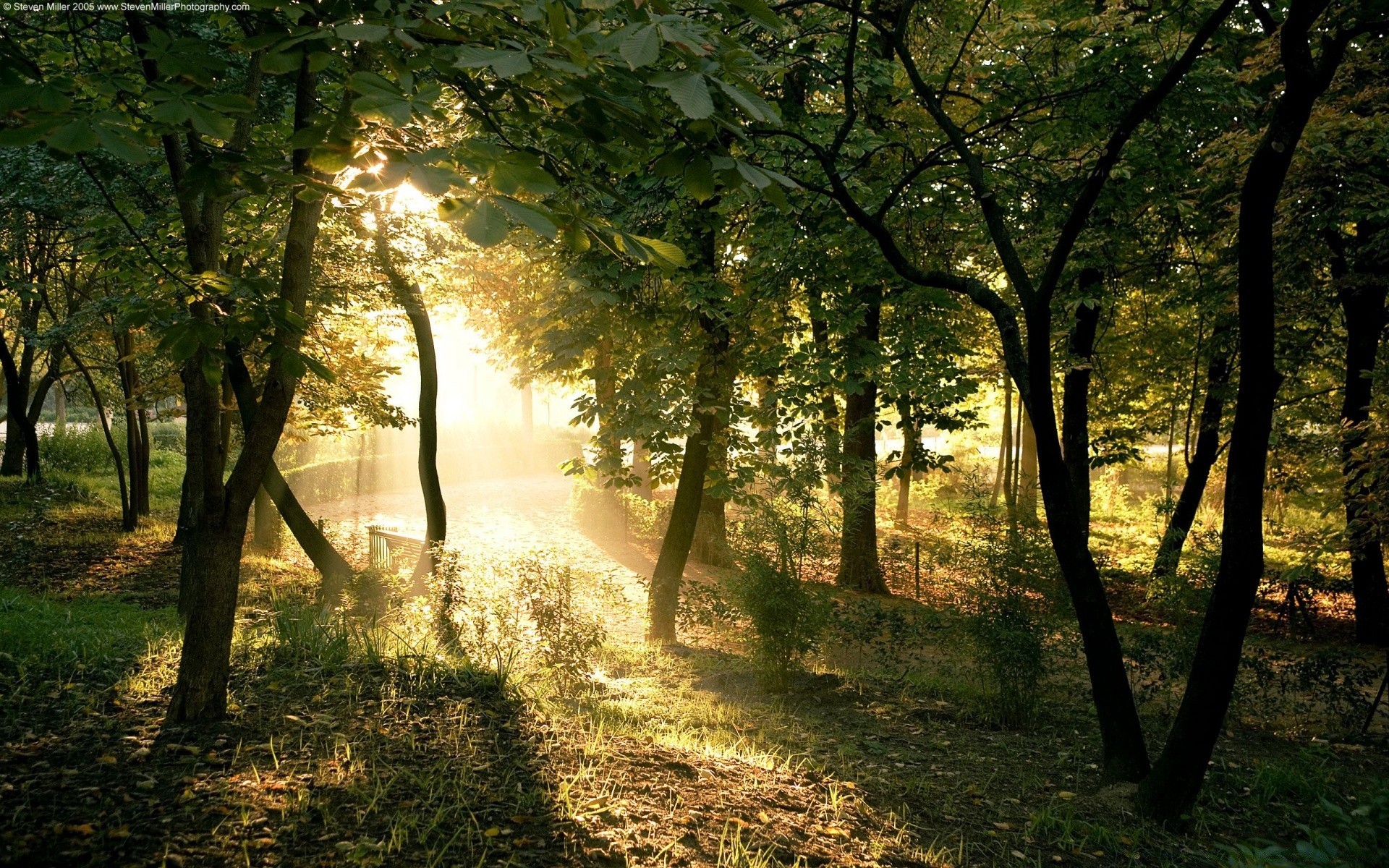 floresta paisagem árvore madeira amanhecer névoa folha outono névoa natureza sol bom tempo parque luz campo exuberante guia grama iluminado sanbim