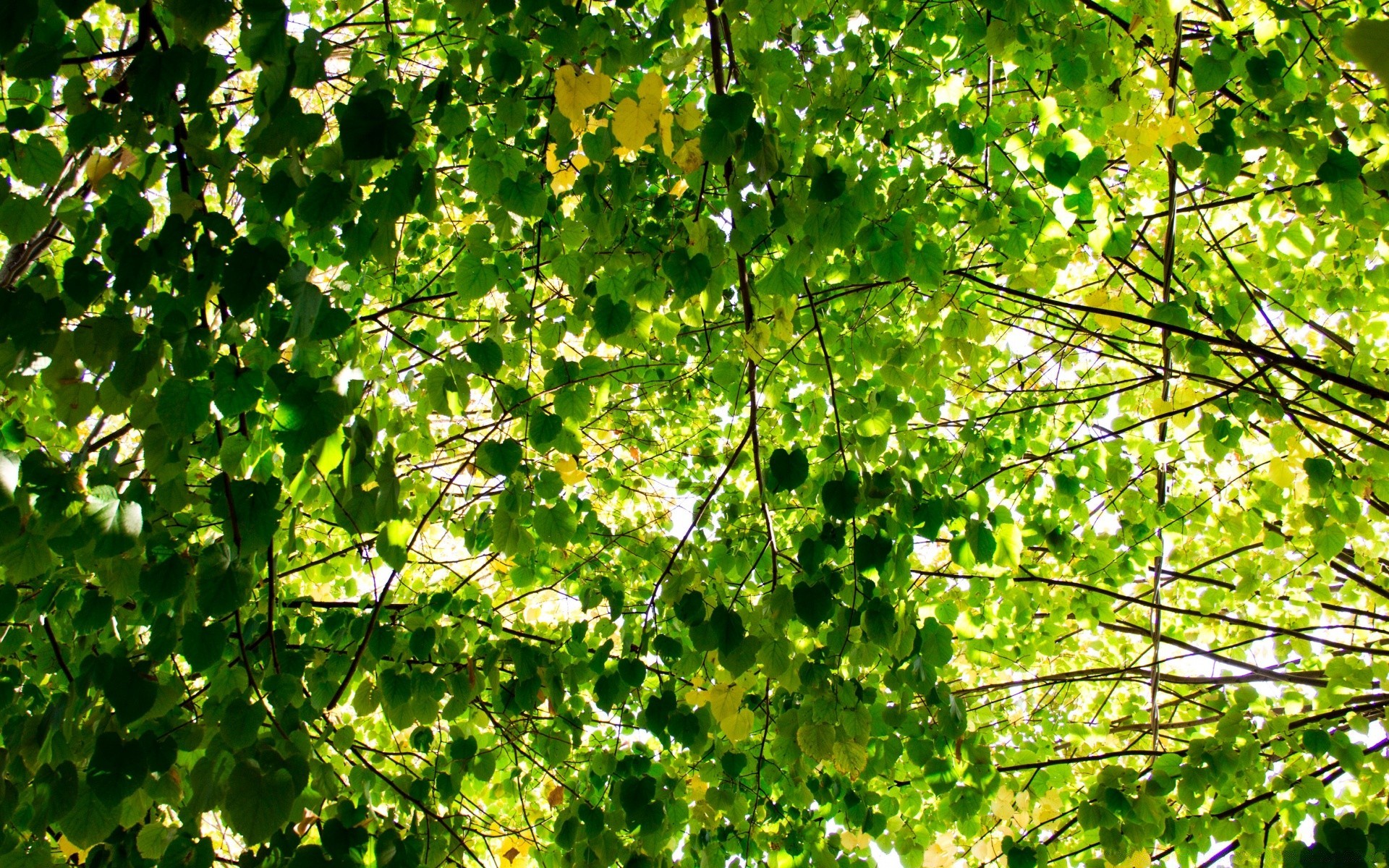 bosque hoja crecimiento flora naturaleza árbol rama brillante exuberante verano medio ambiente buen tiempo jardín temporada escritorio color madera soleado sol brillante frescura