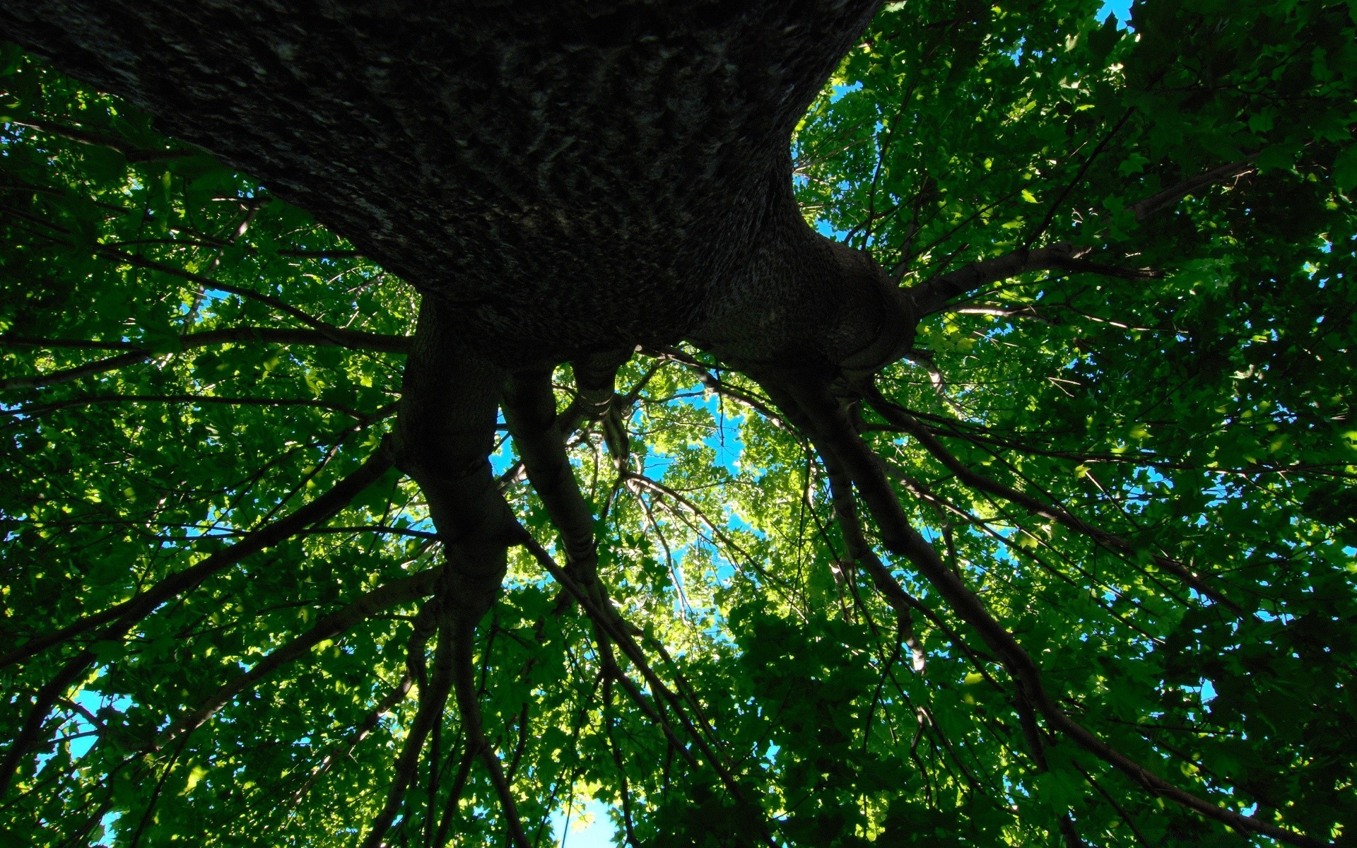 foresta albero natura legno uccello foglia ambiente all aperto colore