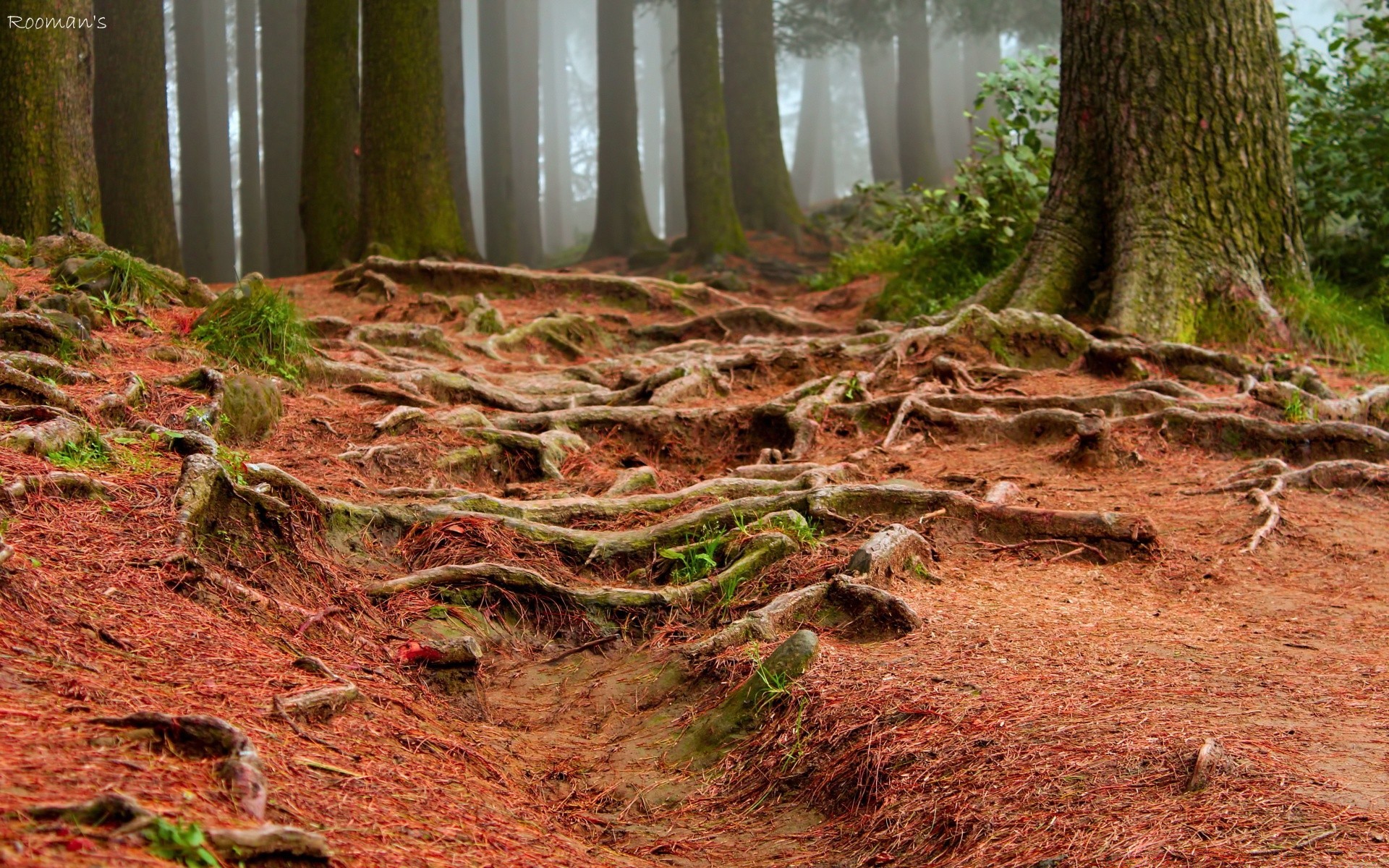 foresta legno natura foglia albero paesaggio flora all aperto parco viaggi ambiente autunno desktop selvaggio scenico