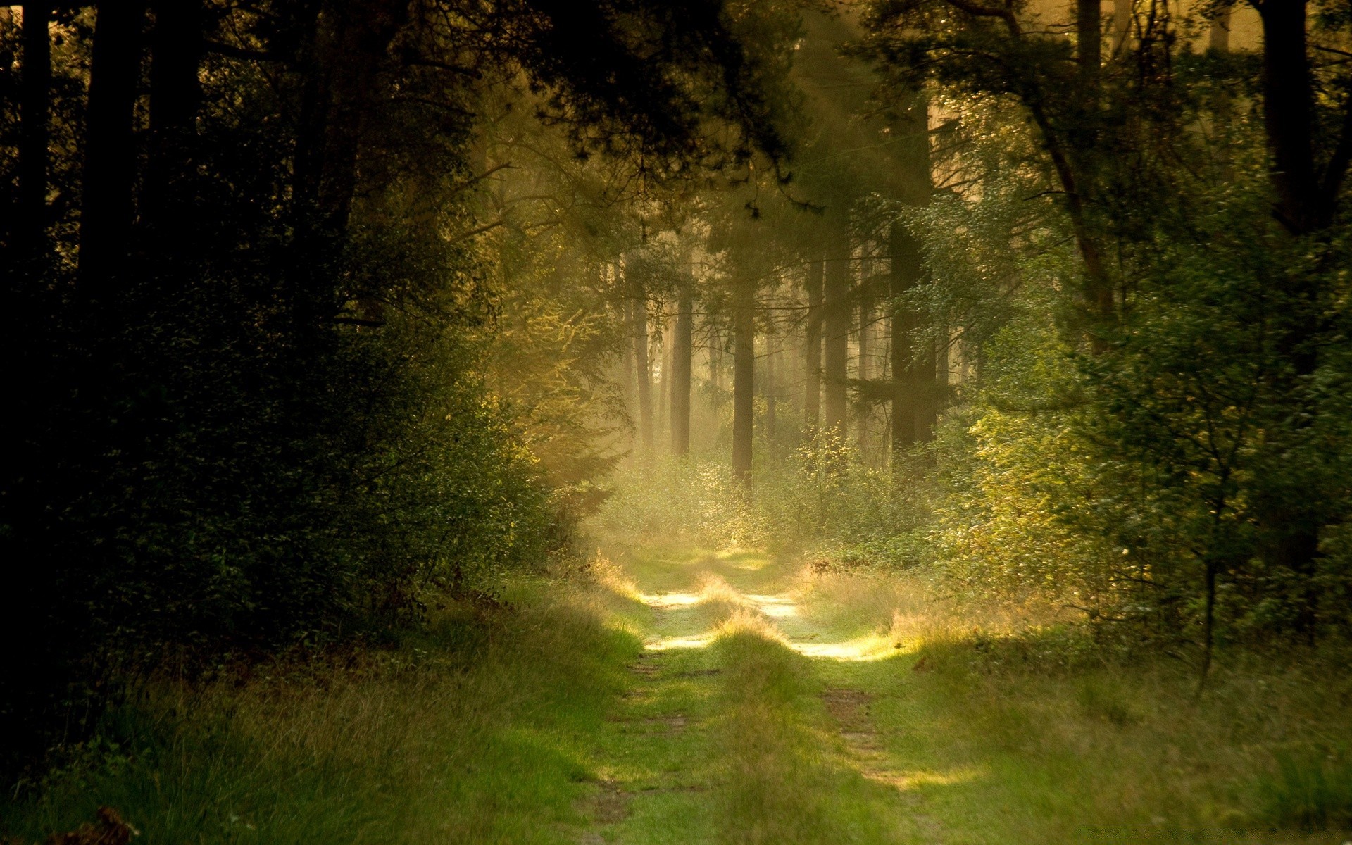 forest landscape wood nature tree dawn park outdoors fog sun fall light fair weather