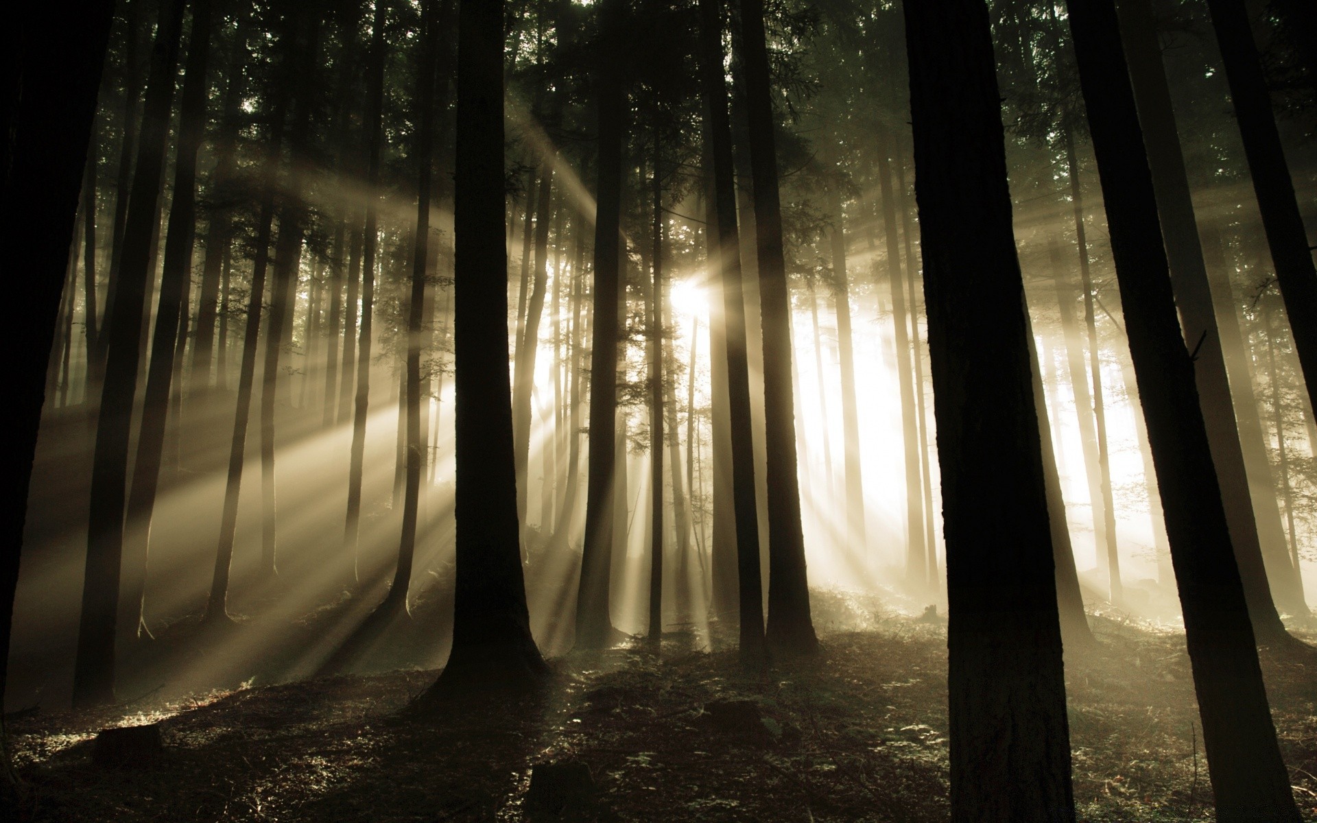 wald licht monochrom nebel dunkel nebel schatten natur landschaft