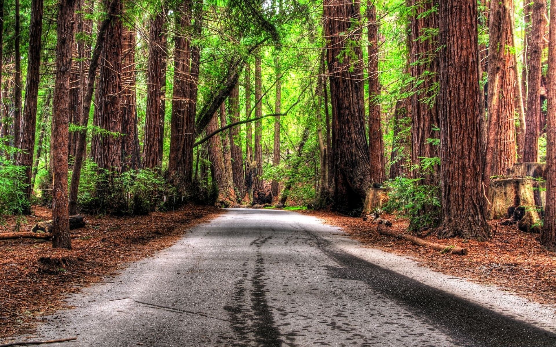 forest wood nature tree road guidance leaf landscape park trail environment footpath outdoors lush scenic summer dawn flora rural hike