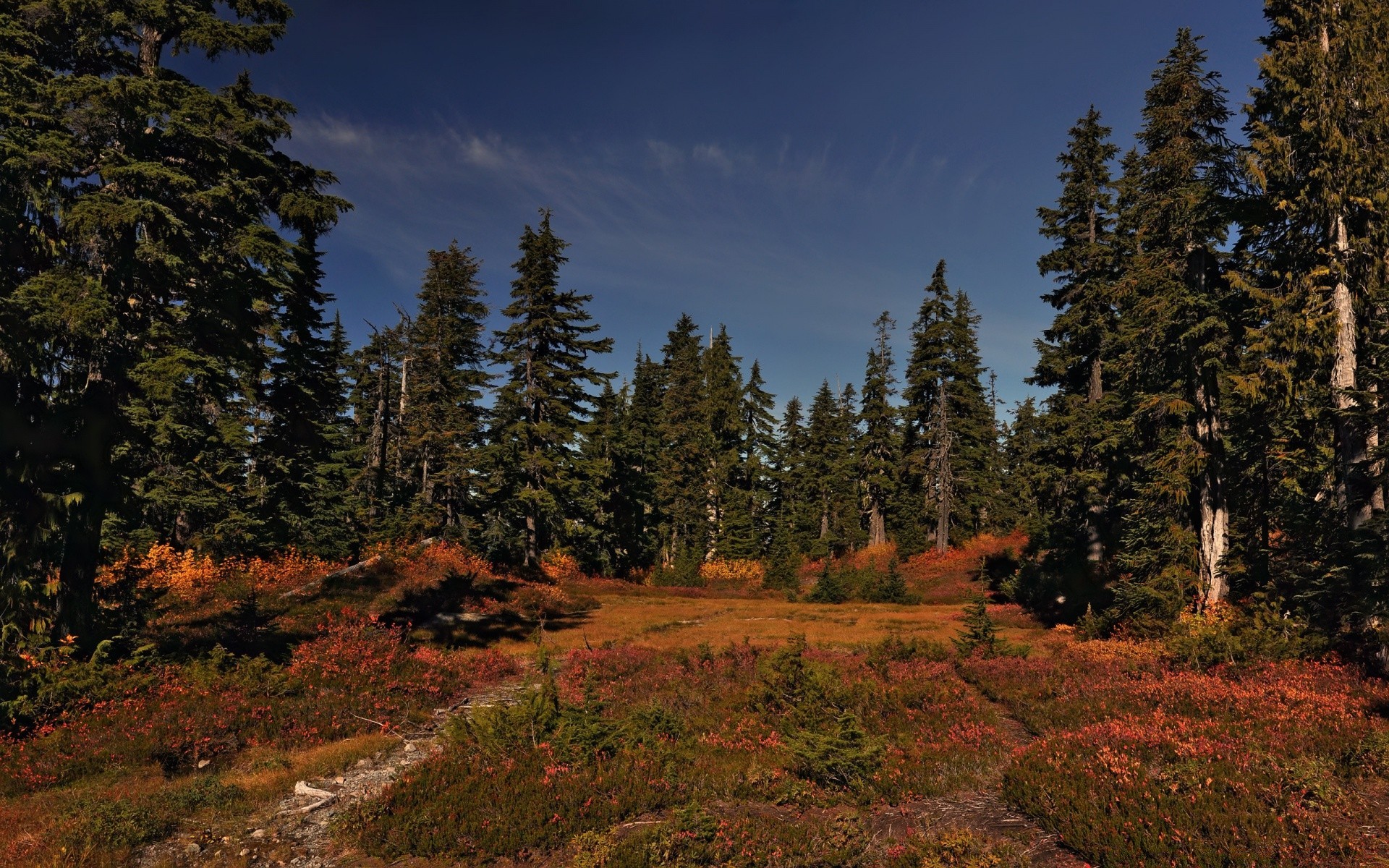 forest tree wood outdoors landscape conifer nature evergreen fall scenic leaf mountain travel daylight park sky environment fair weather