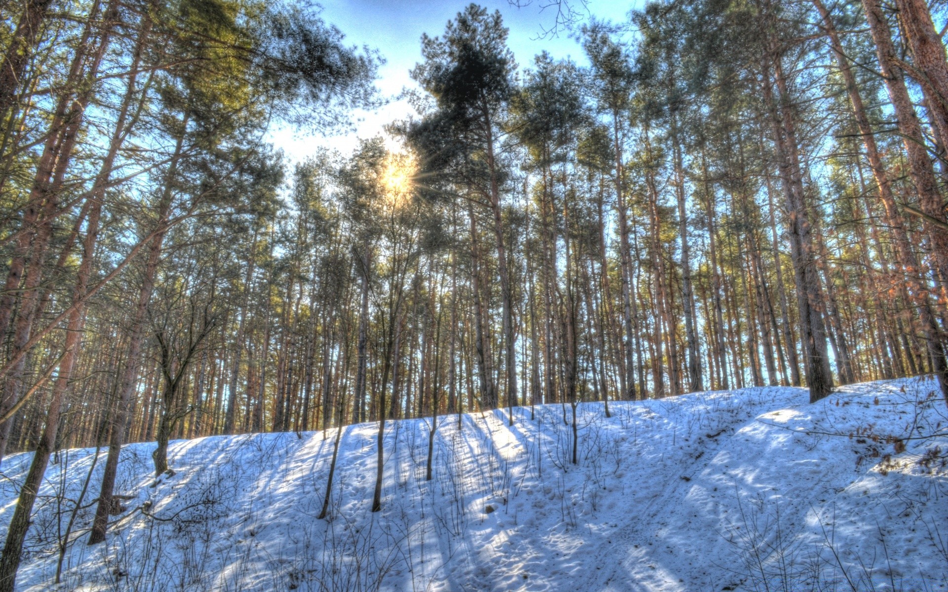 forêt hiver neige bois froid arbre saison paysage gel nature pin congelé scénique météo glace beau temps neige-blanc scène branche parc paysages