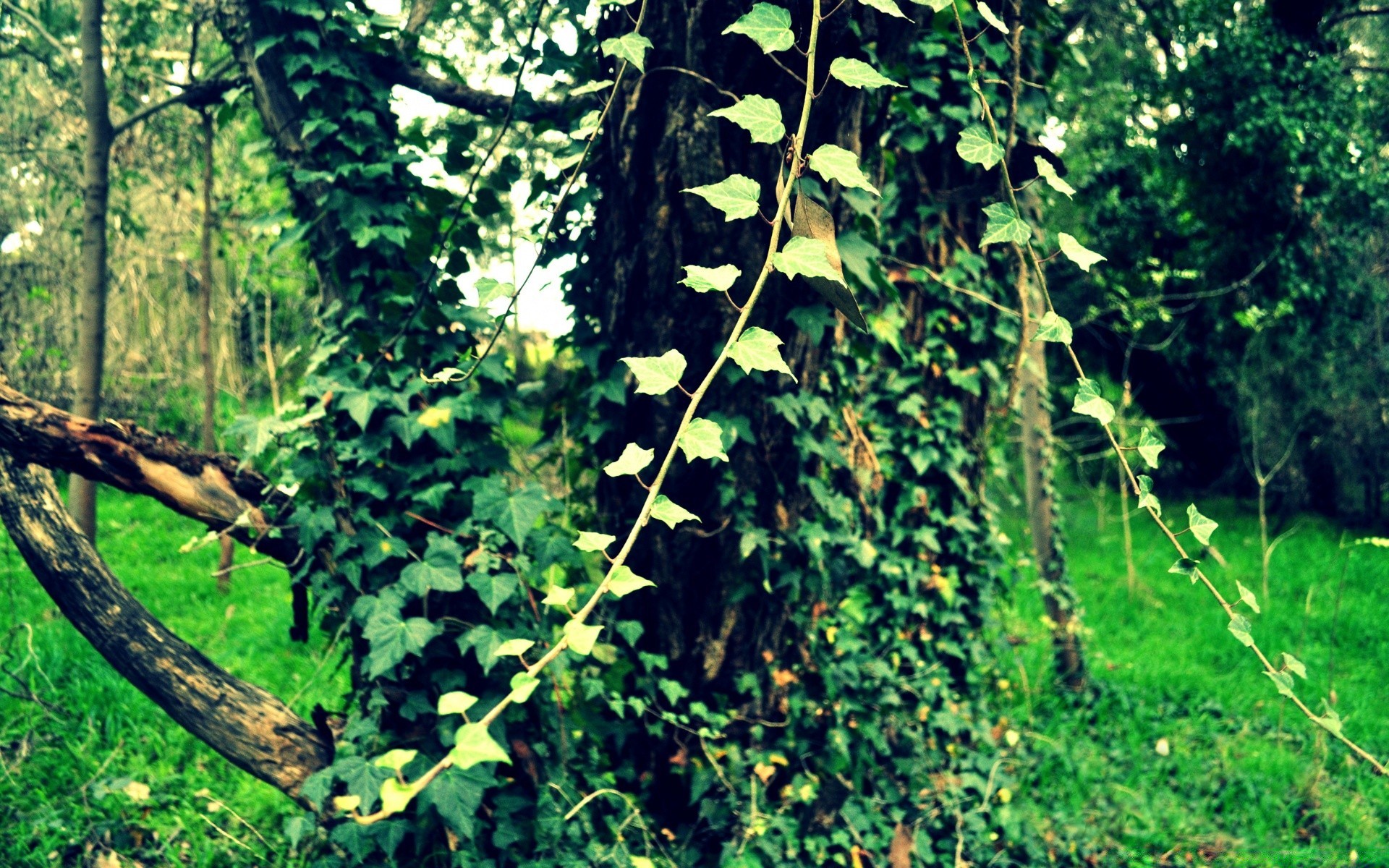 forêt bois feuille nature flore arbre croissance à l extérieur vigne été paysage environnement branche herbe arbuste agriculture saison