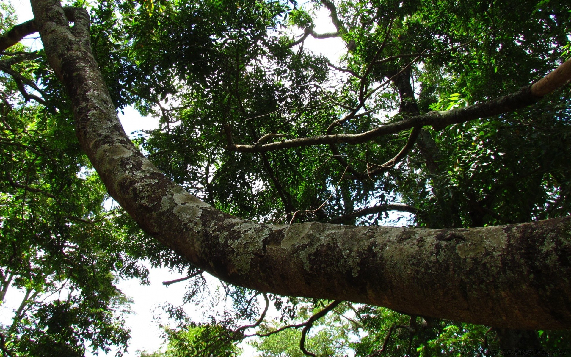 forest tree wood nature leaf environment flora branch park jungle outdoors landscape rainforest trunk tropical growth summer daylight lush garden