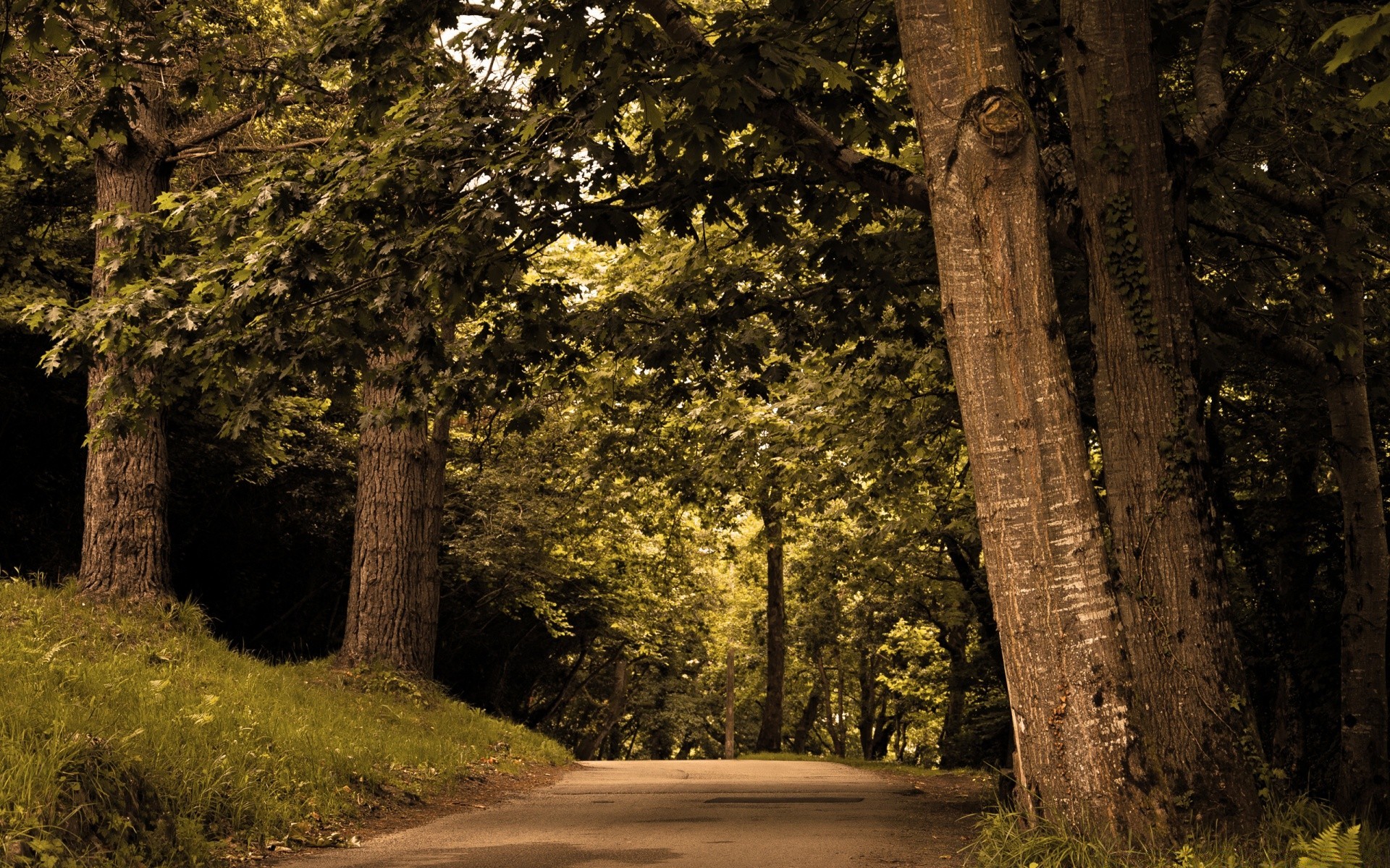 wald holz holz landschaft natur im freien park blatt licht straße guide reisen herbst zypresse landschaftlich kofferraum