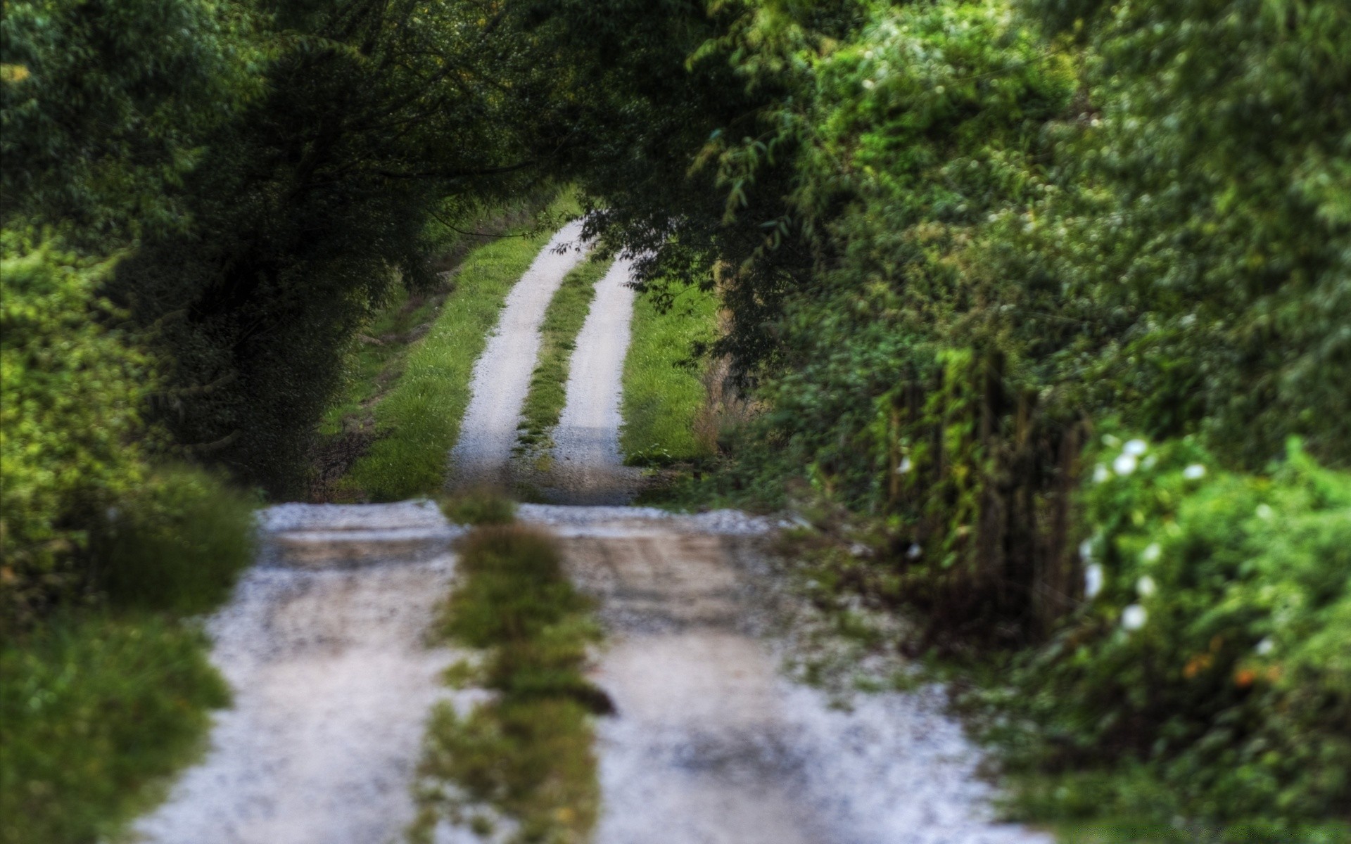 forest nature landscape water wood outdoors tree leaf environment river summer travel scenic park guidance lush flora road stream grass