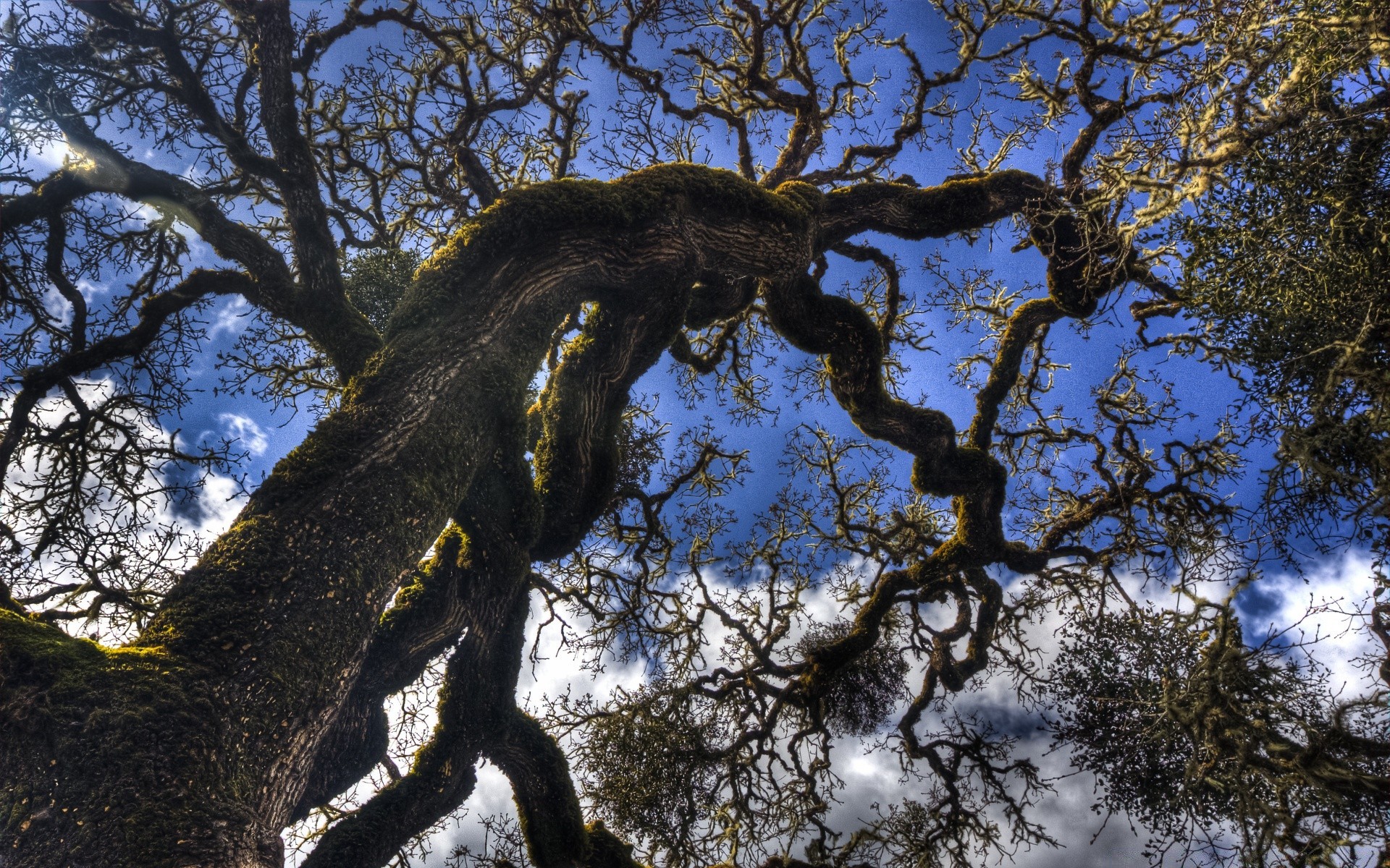 forest tree wood nature branch leaf trunk outdoors park landscape environment sky flora bark fall