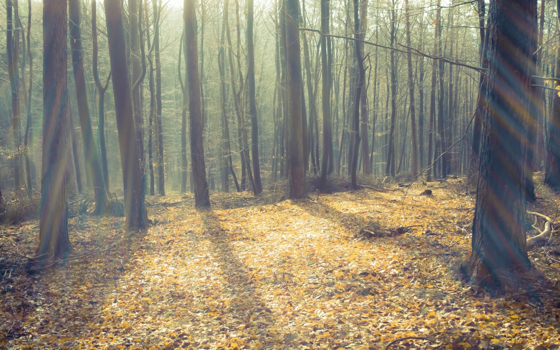 forêt bois arbre automne paysage nature aube parc brouillard feuille brouillard lumière guide beau temps lumière du jour environnement ombre à l extérieur