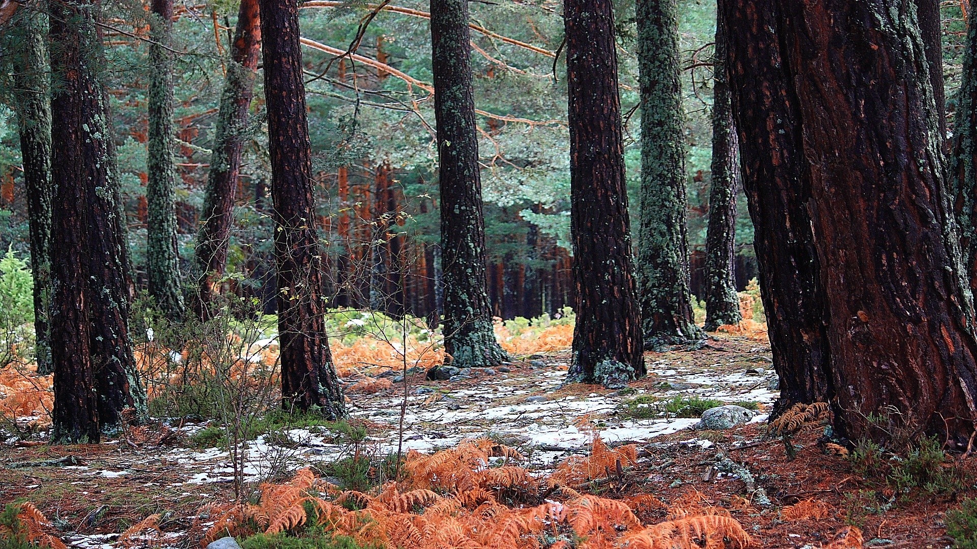 foresta legno albero autunno natura foglia paesaggio conifere all aperto parco ambiente evergreen scenic bel tempo pino tronco