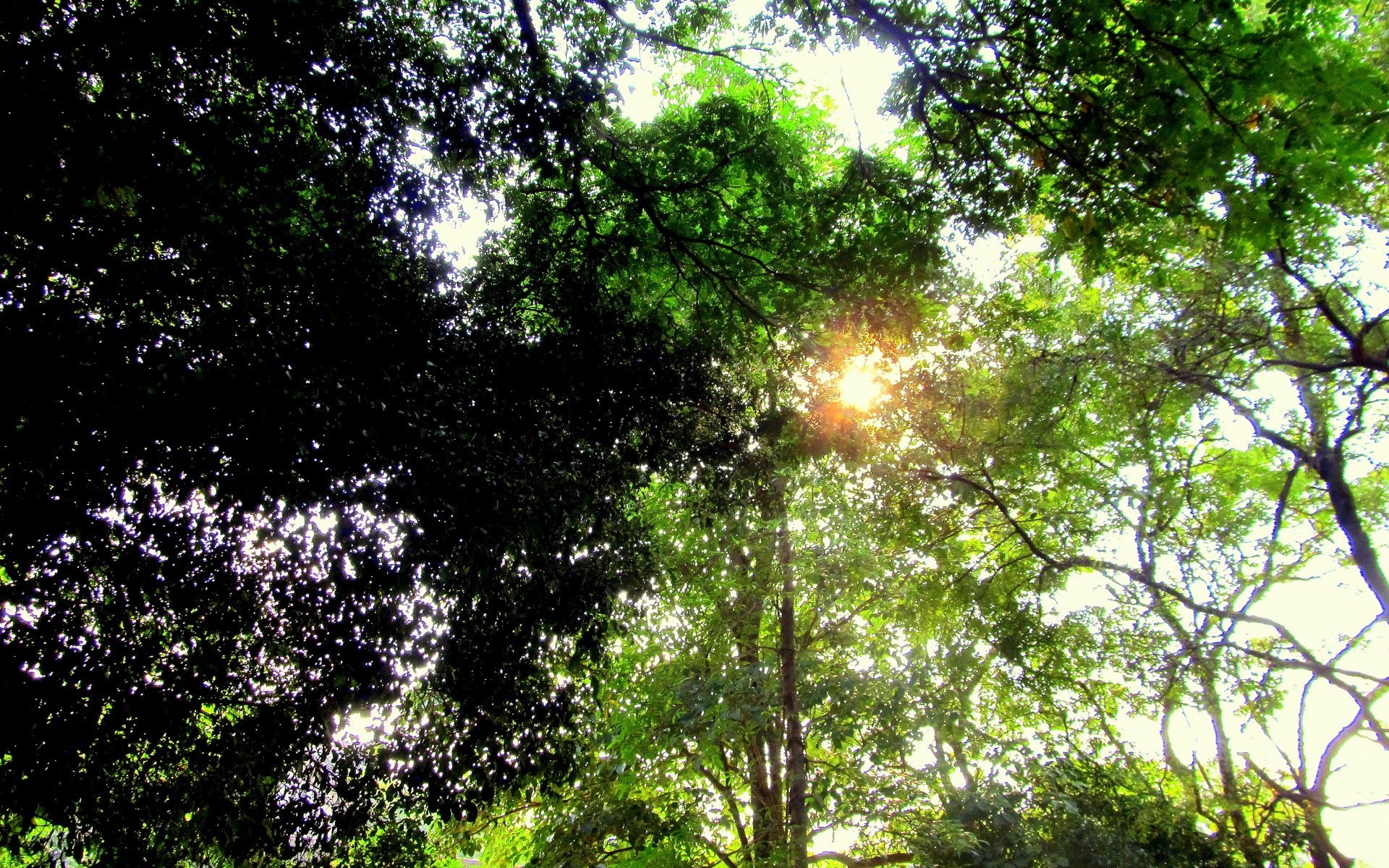 orman doğa yaprak ağaç ahşap manzara çevre güneş flora güzel hava koşulları park yaz yemyeşil sezon parlak şube büyüme şafak vakti açık havada manzara