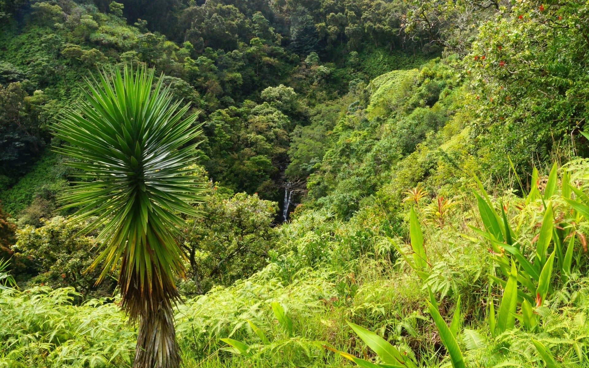 wald natur tropisch flora blatt baum landschaft holz sommer wachstum im freien umwelt dschungel üppig reisen regenwald schön berge