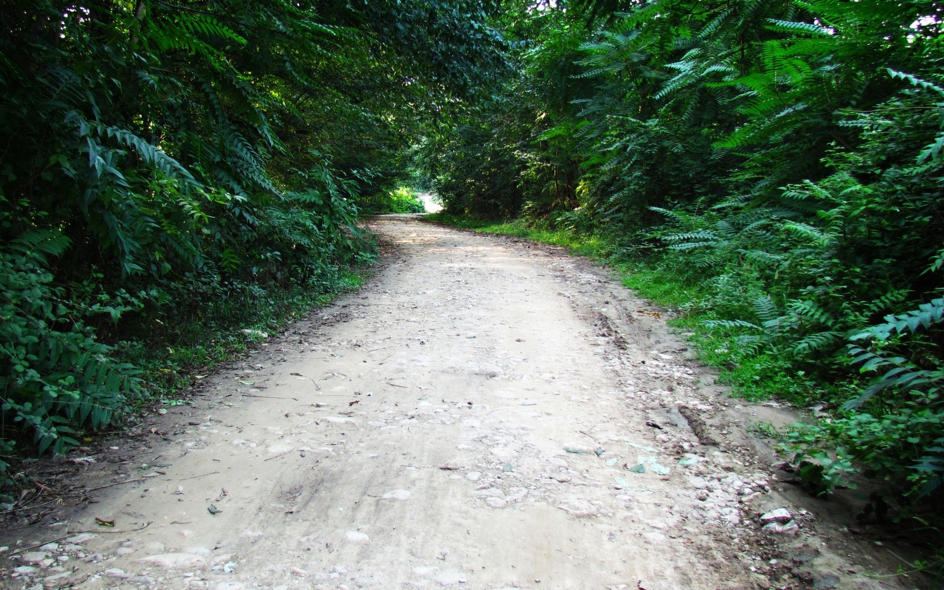 bosque camino madera paisaje naturaleza guía árbol hoja sendero viaje medio ambiente parque al aire libre verano flora camino hierba