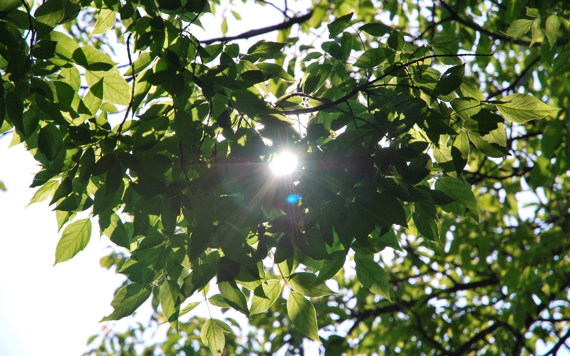 forest leaf nature tree flora growth branch environment summer outdoors garden fair weather lush bright park ecology desktop food