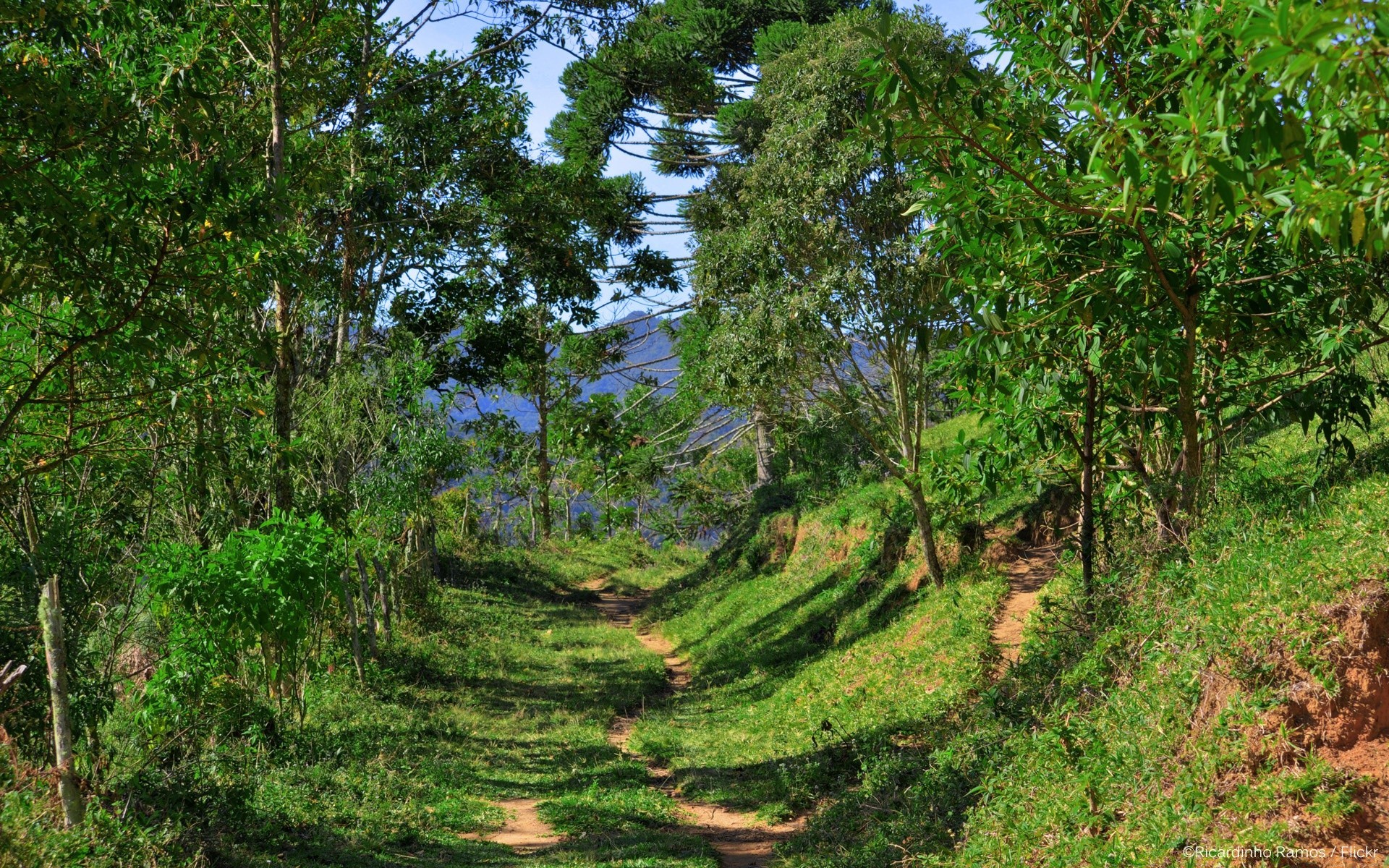 forest nature landscape wood tree summer flora leaf outdoors grass environment park sight travel scenic sky season rural fair weather scene