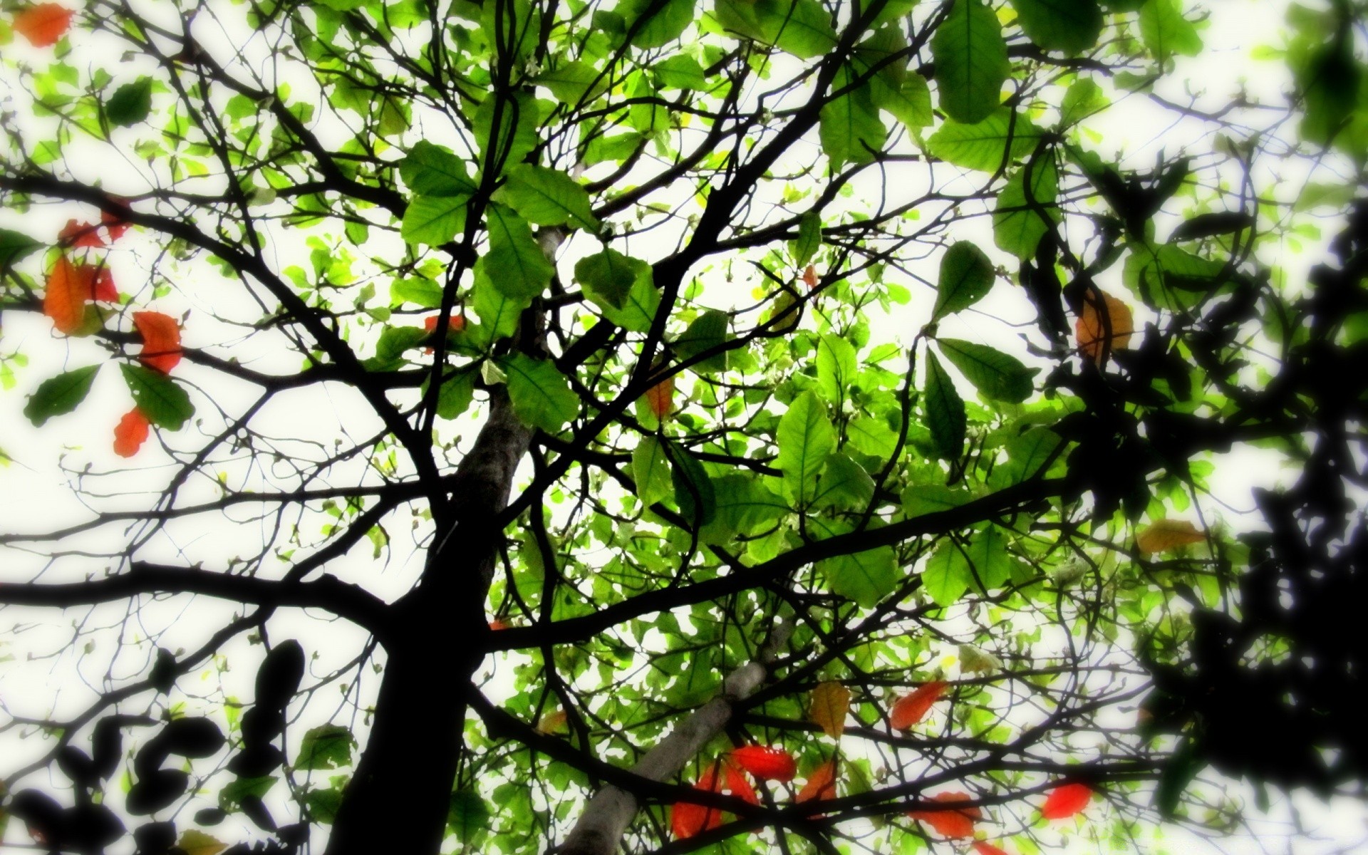 wald baum zweig blatt natur wachstum flora garten saison obst sommer im freien gutes wetter farbe medium blume hell schließen park sonne